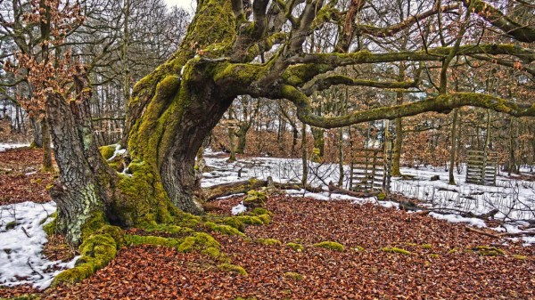 alter baum mit ausladenden aesten - (c) r plock.jpg